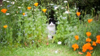 Katze Garten vertreiben