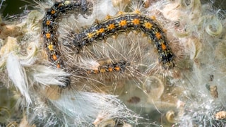 Zu den gefräßigsten Gartenschädlingen zählt die Raupe des Goldafters