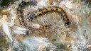 Zu den gefr&auml;&szlig;igsten Gartensch&auml;dlingen z&auml;hlt die Raupe des Goldafters