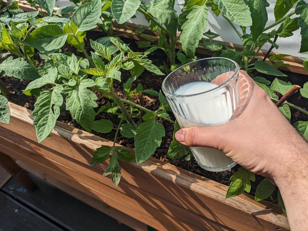 Using Milk as Tomato Fertilizer: Tips and Guide