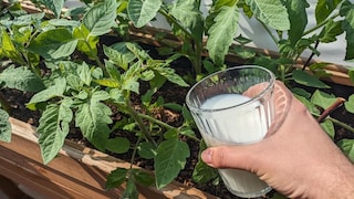 Milch soll sich angeblich als Dünger für Tomaten eignen. Wir haben bei einem Profi nachgefragt, ob das wirklich sinnvoll ist.