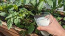 Milch soll sich angeblich als D&uuml;nger f&uuml;r Tomaten eignen. Wir haben bei einem Profi nachgefragt, ob das wirklich sinnvoll ist.
