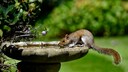 Wildtiere Sommer