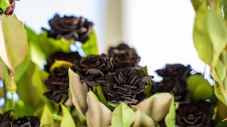 schwarze Rose