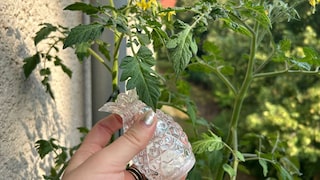 Es kann erstaunliche Ergebnisse bringen, wenn man Tomaten mit Salzwasser gießt