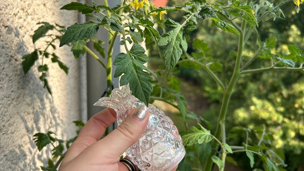 Es kann erstaunliche Ergebnisse bringen, wenn man Tomaten mit Salzwasser gießt