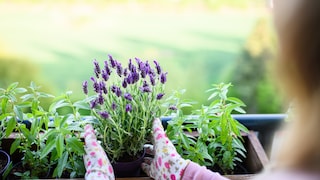 Lavendel lässt sich leicht vermehren, wenn man weiß, wie es geht