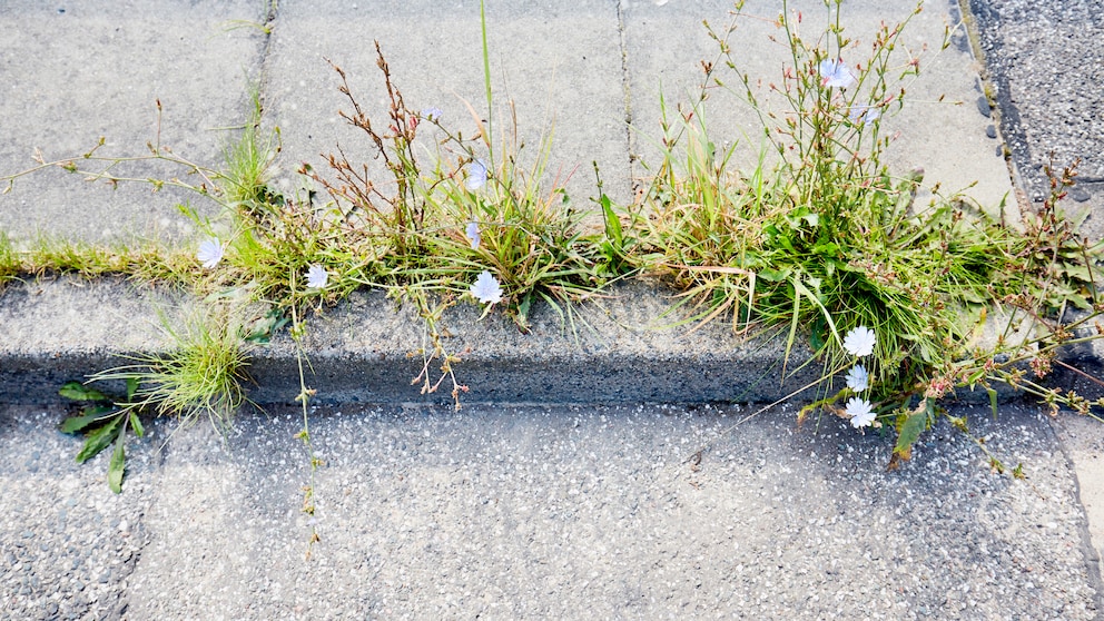Wer muss das Unkraut am Gehweg vor dem Haus entfernen?