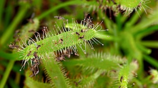 Der Kap-Sonnentau hält Insekten mit seinen klebrigen Tentakel fest