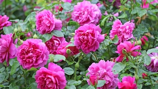 Wie lassen sich Rosen am besten vermehren?