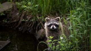 Waschbären findet man immer wieder in heimischen Gärten, doch es gibt Methoden, die Tiere schonend abzuhalten