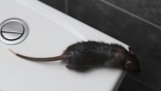 Ist es möglich, dass Ratten in der Toilette hochklettern?