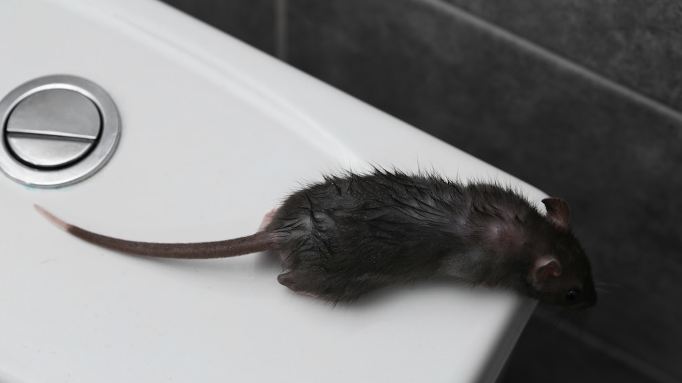 Ist es möglich, dass Ratten in der Toilette hochklettern?
