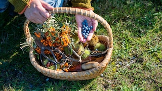 Beim Foraging kann man auf viele bunte Wildpflanzen stoßen