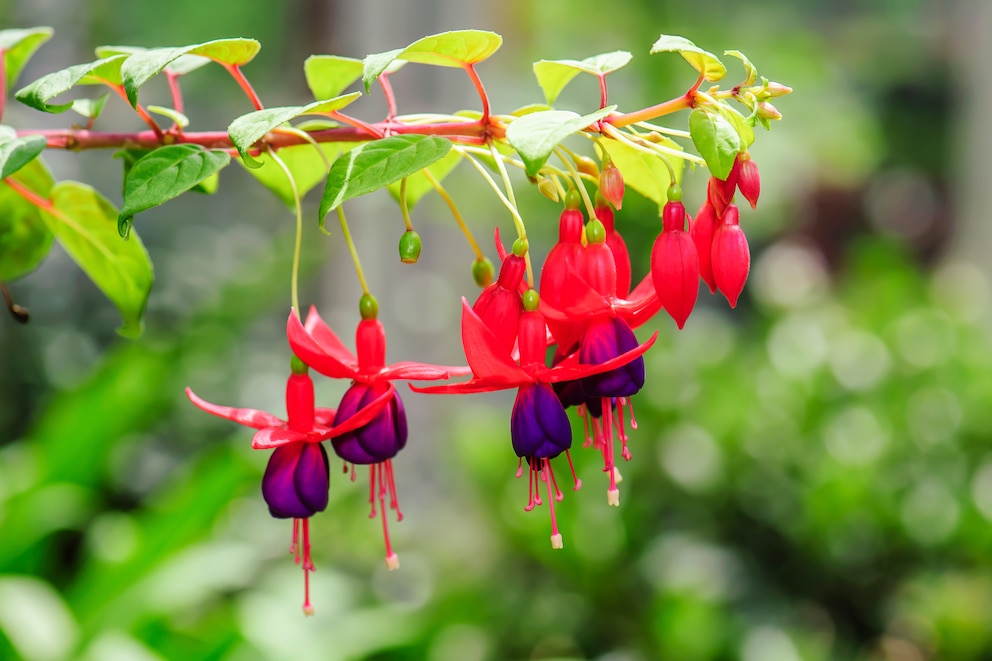 Fuchsien fallen durch ihre farbenfrohen h&auml;ngenden Bl&uuml;ten auf