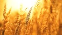 Bedeutet ein hei&szlig;er und trockener August wirklich einen nassen Winter?