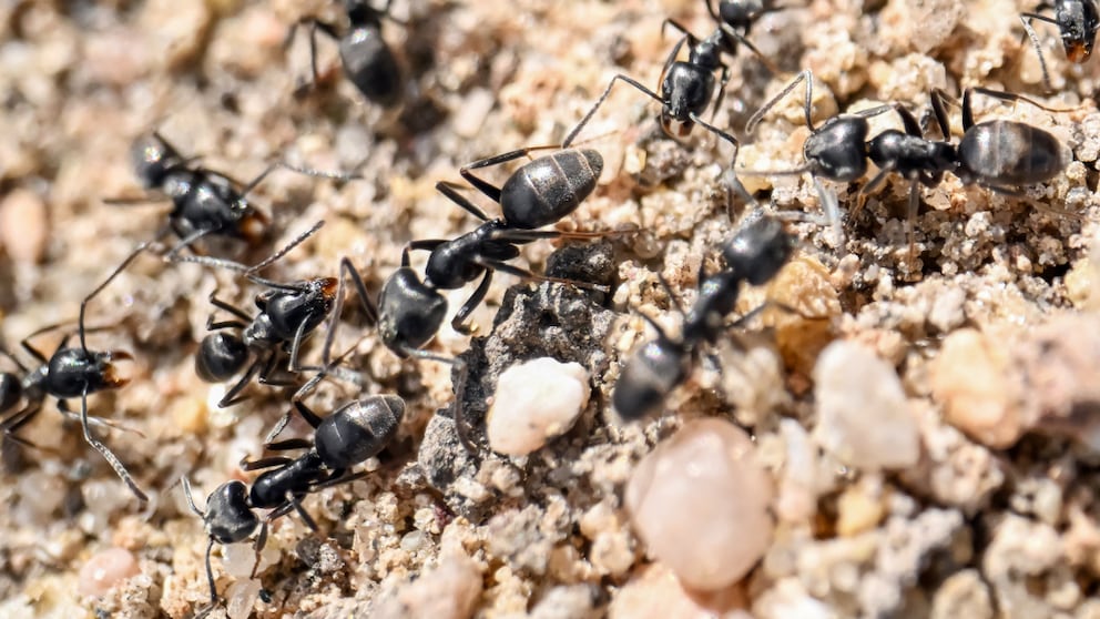 Die invasive Große Drüsenameise ist an ihrer tiefschwarzen Farbe und der enormen Koloniebildung zu erkennen.
