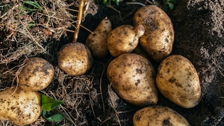 Beim Anbau von Kartoffeln können einige Fehler passieren