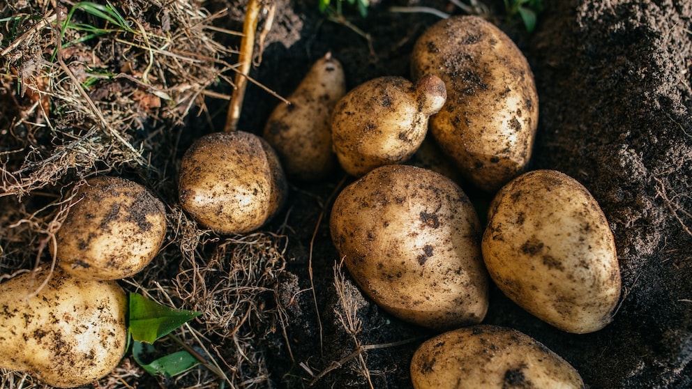 Beim Anbau von Kartoffeln können einige Fehler passieren