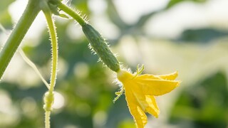 Für Tomaten ist es ein Dünger, doch was passiert mit Gurken, wenn man sie mit Salzwasser gießt?