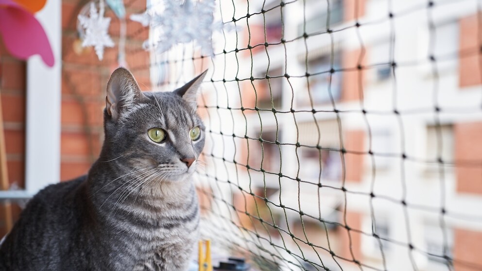 Katze Balkon
