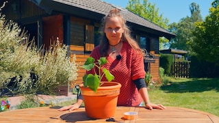 Kupferband kann Schnecken fernhalten – wenn man dabei richtig vorgeht