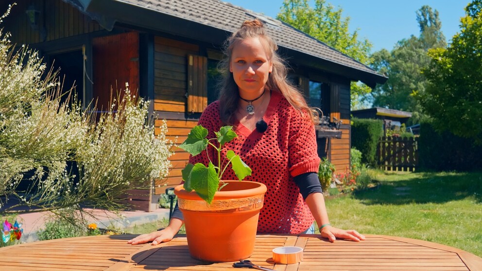 Kupferband kann Schnecken fernhalten – wenn man dabei richtig vorgeht