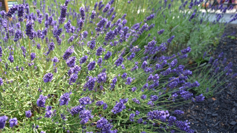 Lavendel