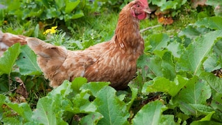 Nutztiere im Garten