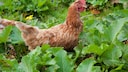 Nutztiere im Garten
