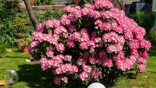 Rhododendren sind in vielen Gärten ein echter Hingucker. Leider vertragen sie in vielen Regionen die heißen und trockenen Sommer nur schlecht.