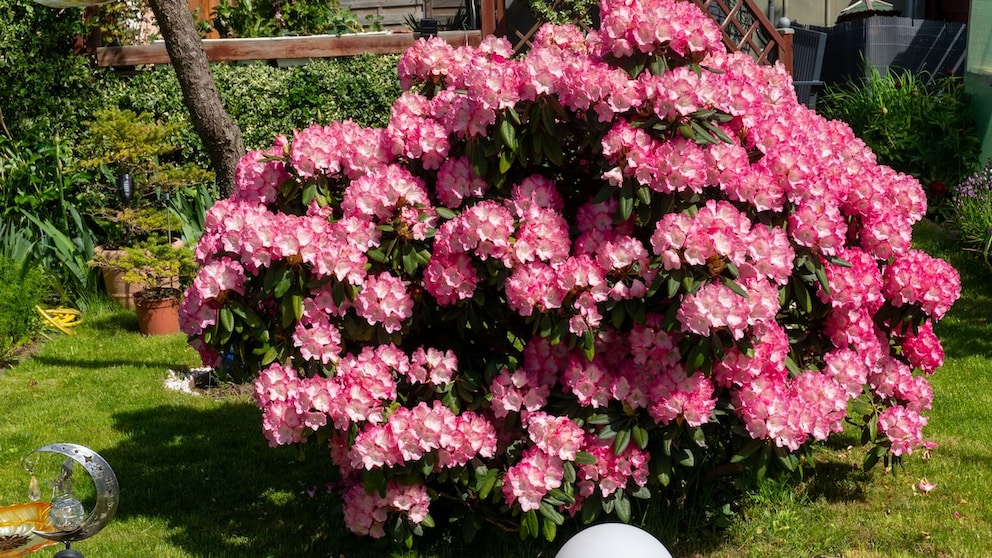 Rhododendren sind in vielen Gärten ein echter Hingucker. Leider vertragen sie in vielen Regionen die heißen und trockenen Sommer nur schlecht.