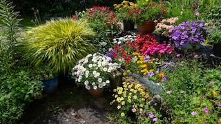 Topfgarten