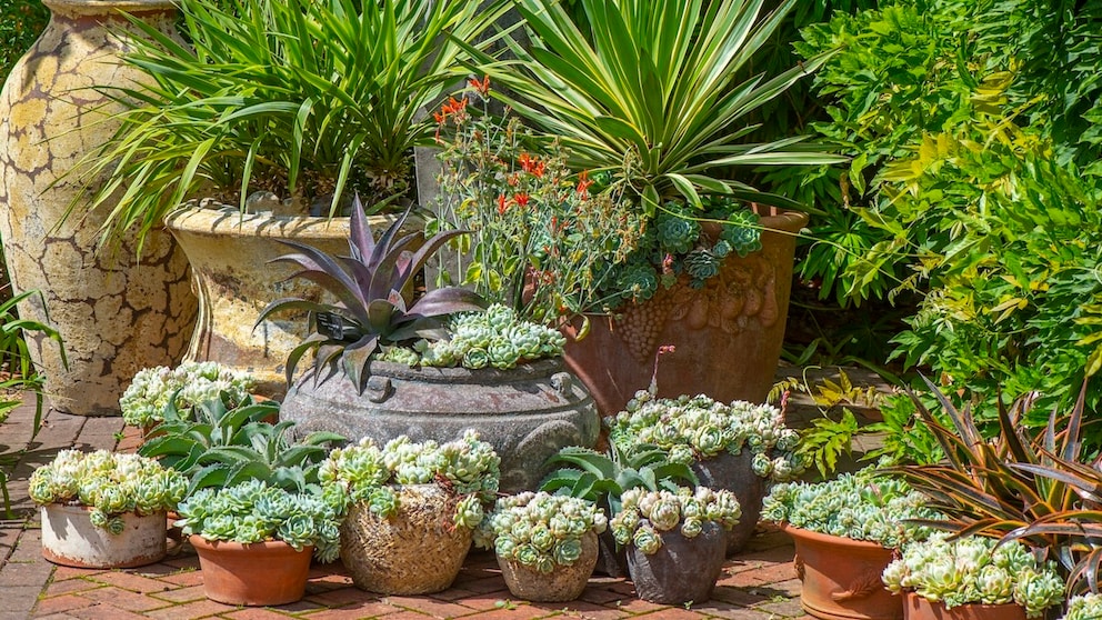 Topfgarten Sommer