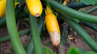 Bei falscher Pflege kann es vorkommen, dass das Ende der Zucchini fault. Man nennt dies auch Blütenendfäule.
