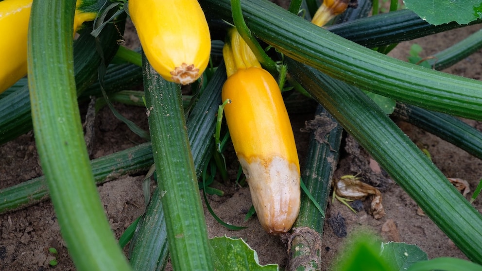 Bei falscher Pflege kann es vorkommen, dass das Ende der Zucchini fault. Man nennt dies auch Blütenendfäule.