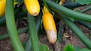 Bei falscher Pflege kann es vorkommen, dass das Ende der Zucchini fault. Man nennt dies auch Bl&uuml;tenendf&auml;ule.