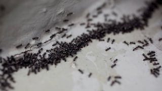 Gegen einen Ameisenbefall muss man nicht gleich die Chemie-Keule einsetzen – auch Hausmittel können helfen