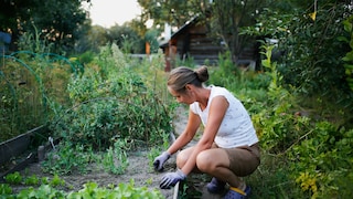 Damit Pflanzen gut durch Herbst und Winter kommen, sollten sie im Spätsommer die passende Pflege erhalten.