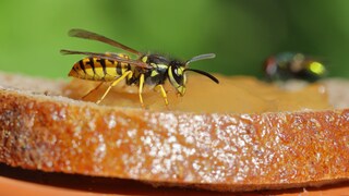Steht Essen auf dem Tisch, sind Wespen oft nicht weit entfernt