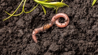 Regenwürmer können für den Garten eine wahre Bereicherung sein, aber lassen sie sich fördern?