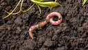 Regenw&uuml;rmer k&ouml;nnen f&uuml;r den Garten eine wahre Bereicherung sein, aber lassen sie sich f&ouml;rdern?