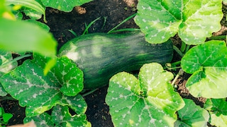 In einigen Fällen können Zucchini aus dem Garten nicht mehr zum Verzehr geeignet sein