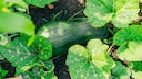 In einigen F&auml;llen k&ouml;nnen Zucchini aus dem Garten nicht mehr zum Verzehr geeignet sein