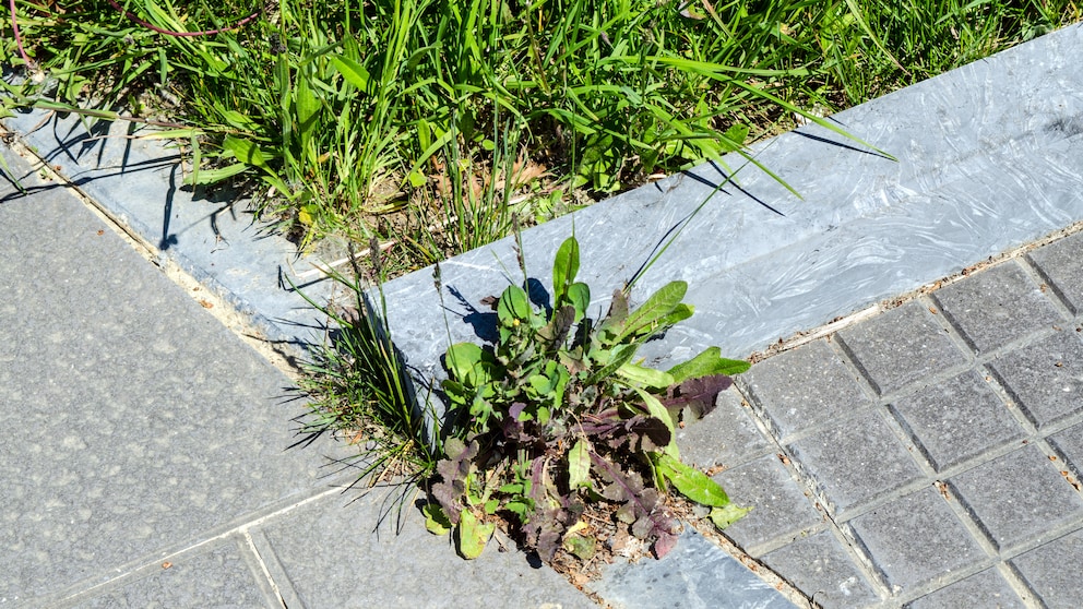 Unkraut auf dem Gehweg vor dem Haus sieht unsauber aus. Aber wer muss es eigentlich entfernen?