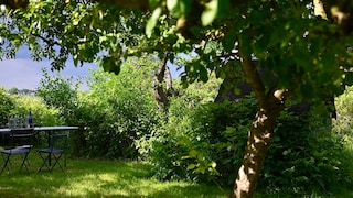 Hitzeschäden Bäume