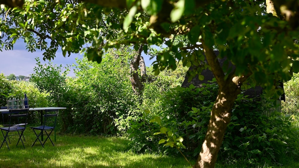 Hitzeschäden Bäume