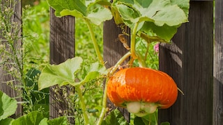 Kürbisse und Zucchini wachsen manchmal sehr ausufernd. Wer darf ernten, wenn der Kürbis beim Nachbarn wächst?