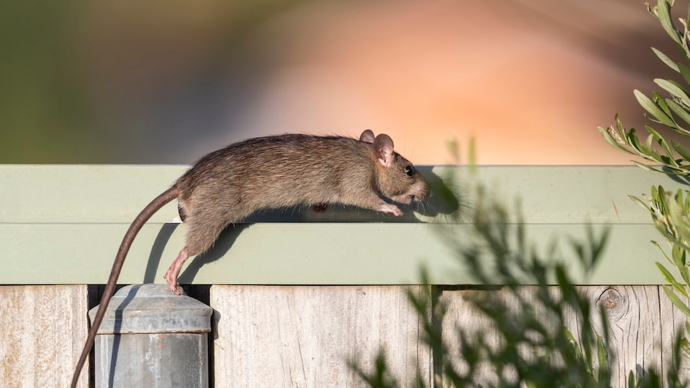 Ratten Garten fernhalten