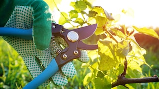 Beim Schneiden von Weinreben sollte man ein paar Dinge beachten
